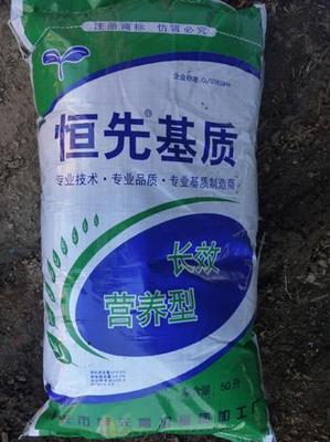 蔬菜育苗基质 选择恒先，品质与价格兼得——解析苗床根基的关键之道